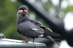 インカあじさし