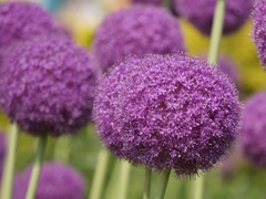 紫球花 2