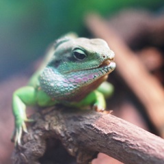 インドシナウォータードラゴン