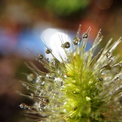 えのころ草 3