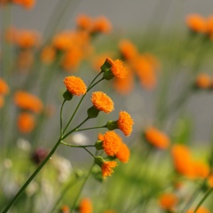 橙色の花