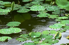 雨