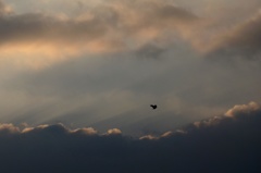 鳥と雲