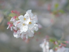 桜 11