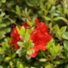 蜘蛛と皐月