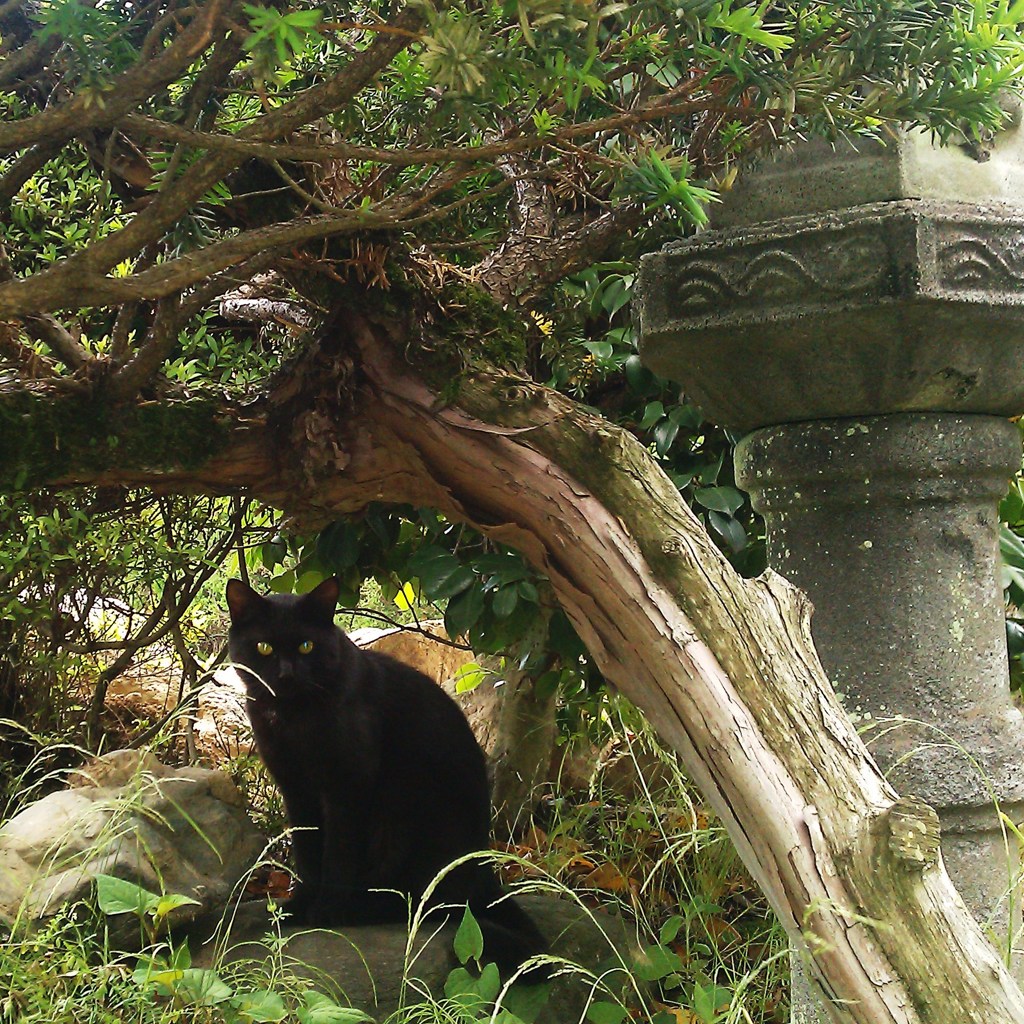 黒猫