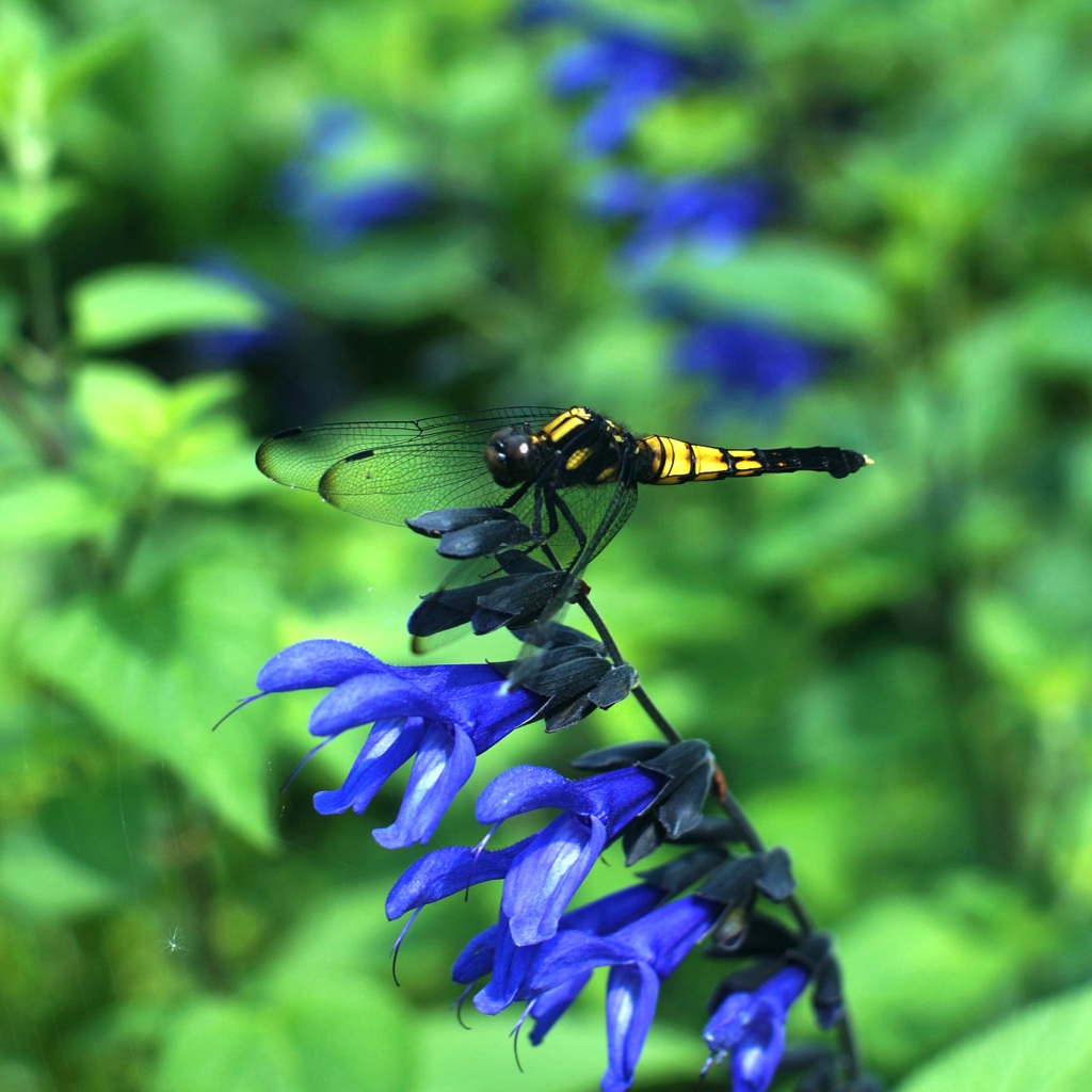 大塩辛蜻蛉(雌)