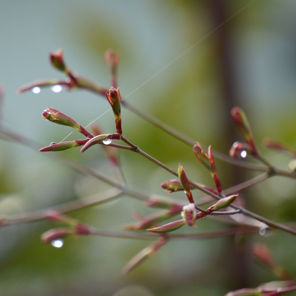 雫 17