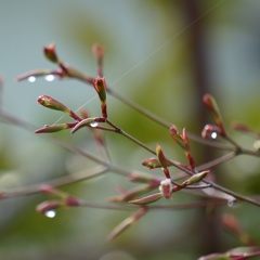 雫 17
