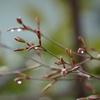 雫 17
