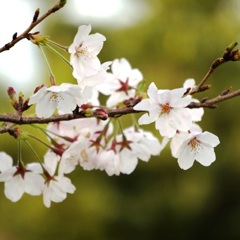 桜 8