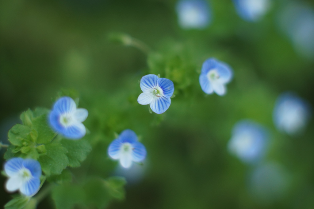 小さな花 3