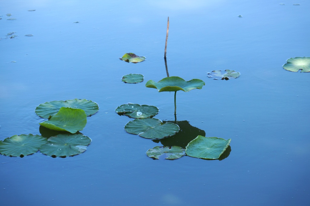 蓮華寺池 １