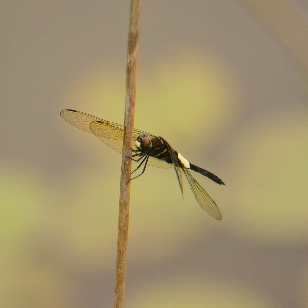 こしあきとんぼ