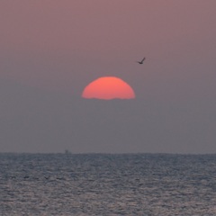 夜明けの浜 8