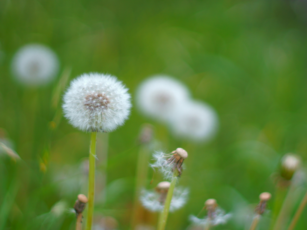 たんぽぽの綿毛