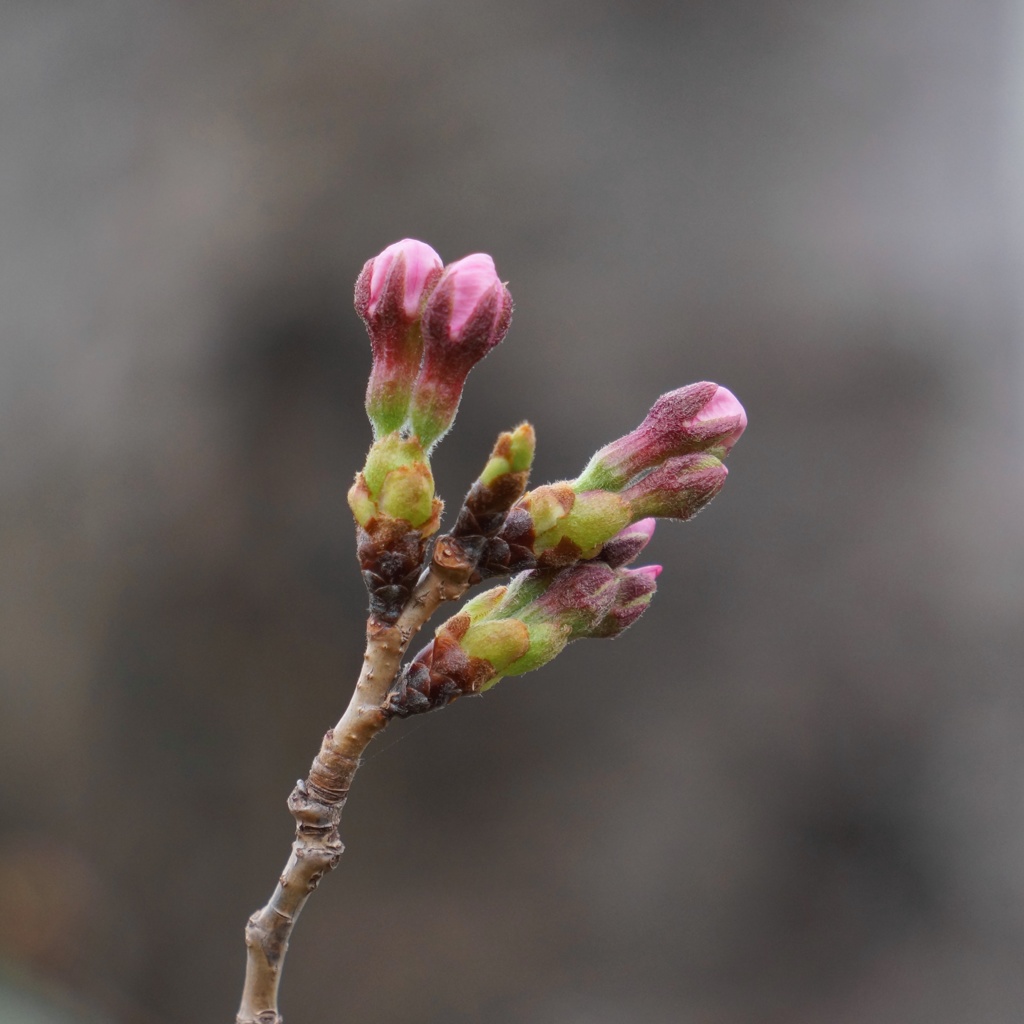 桜の蕾