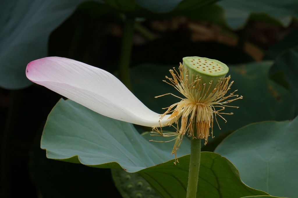 蓮の花びら