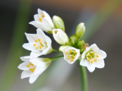 花韮 2