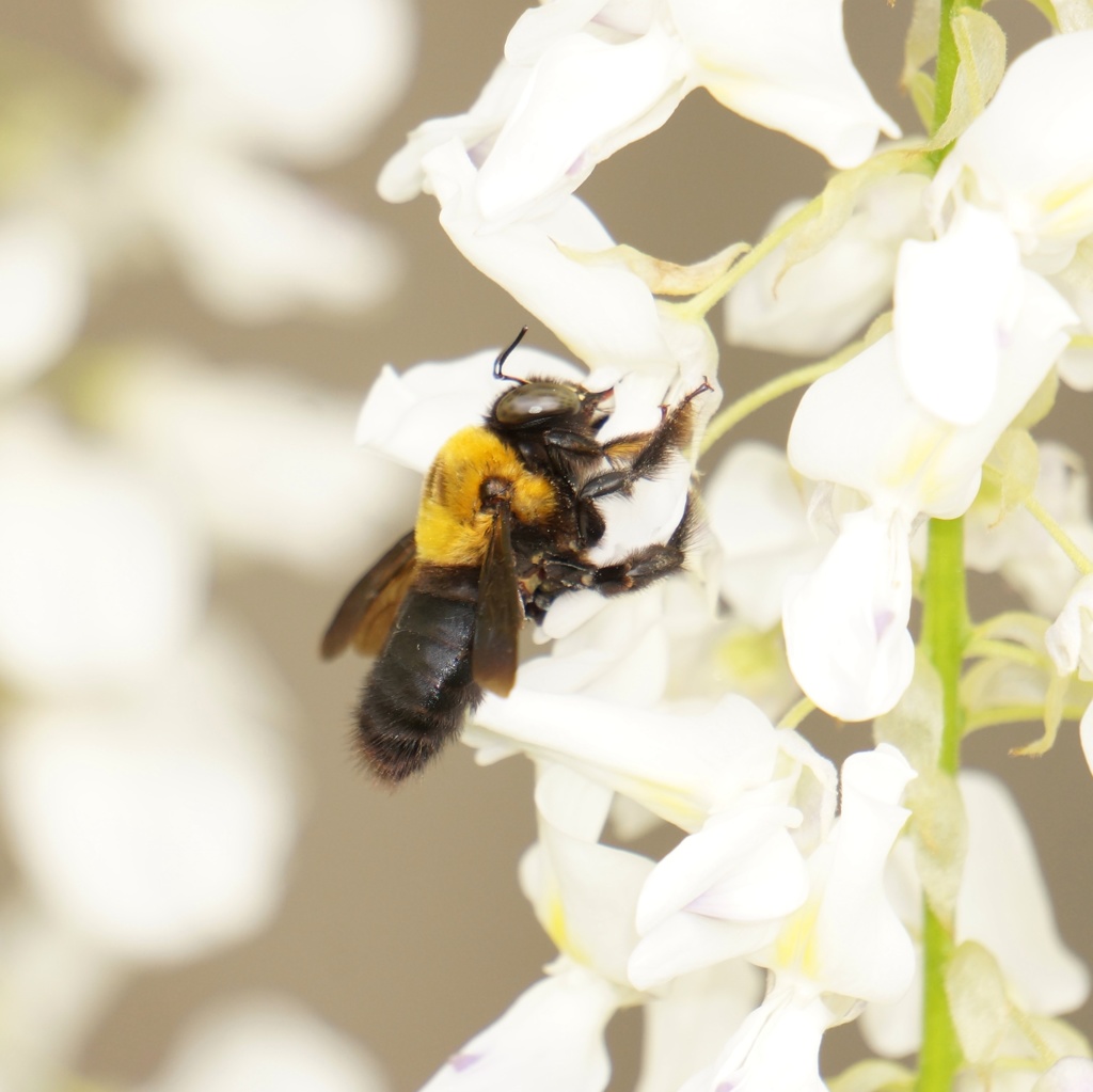 白藤と熊蜂 2