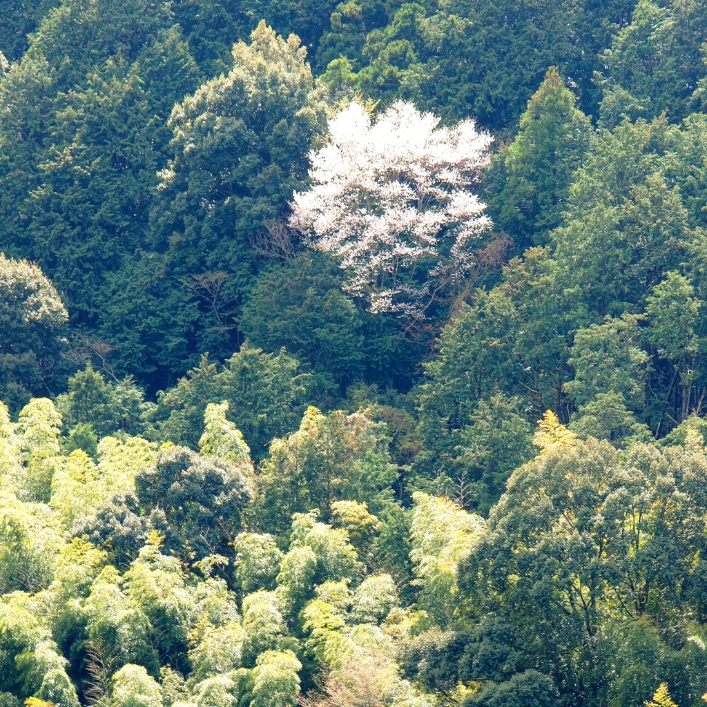 桜 7