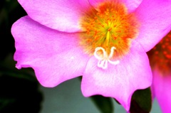 花　2