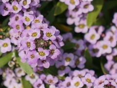 花 2