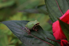 雨蛙と花