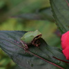 雨蛙と花