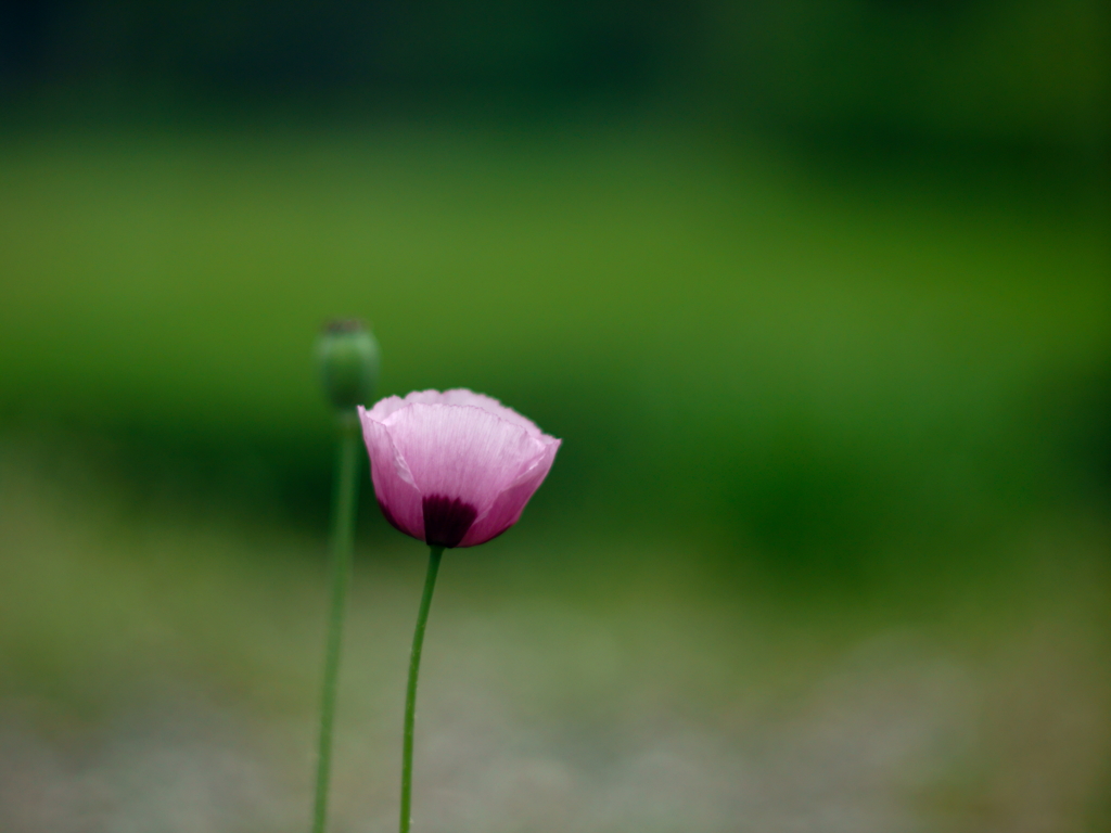 ピンクのひなげし