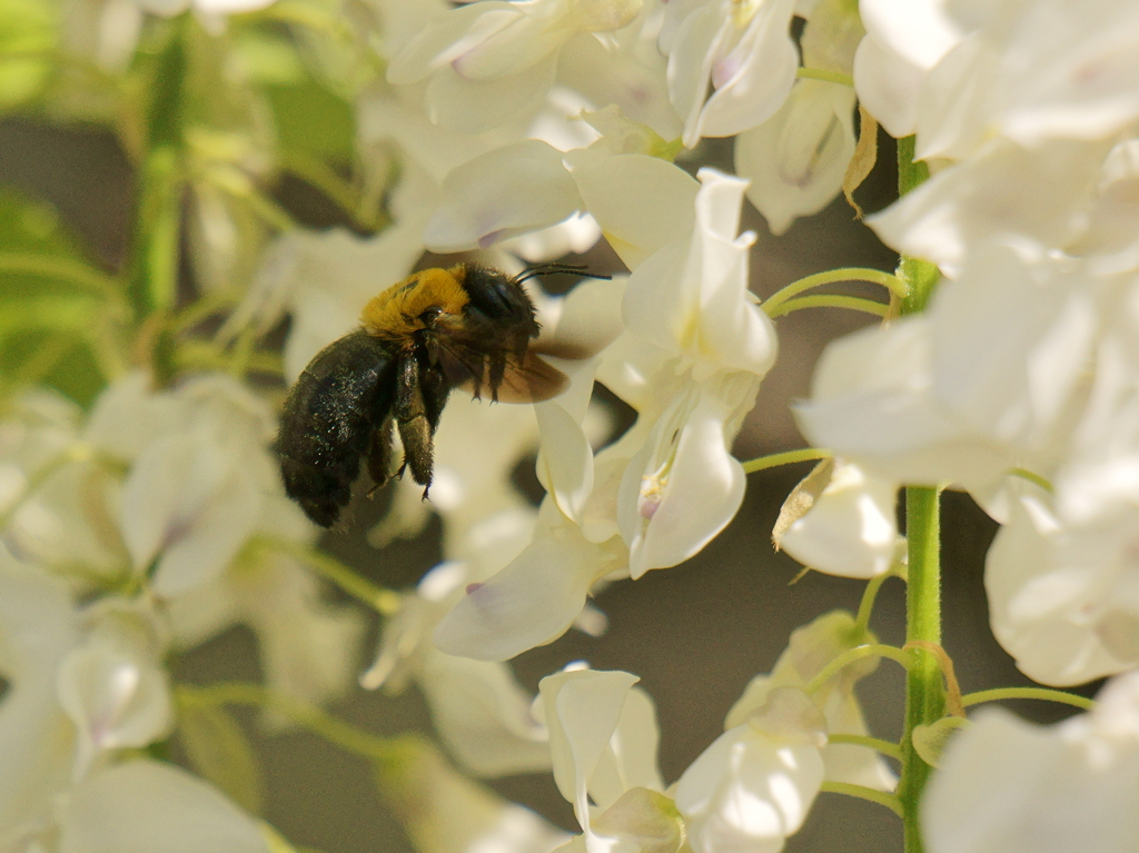 白藤と熊蜂