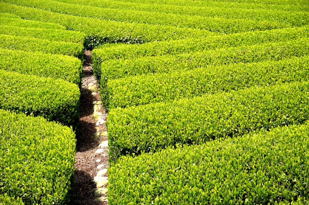 茶畑 2