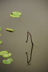 しおからとんぼ