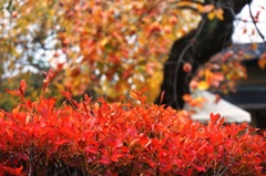 紅葉