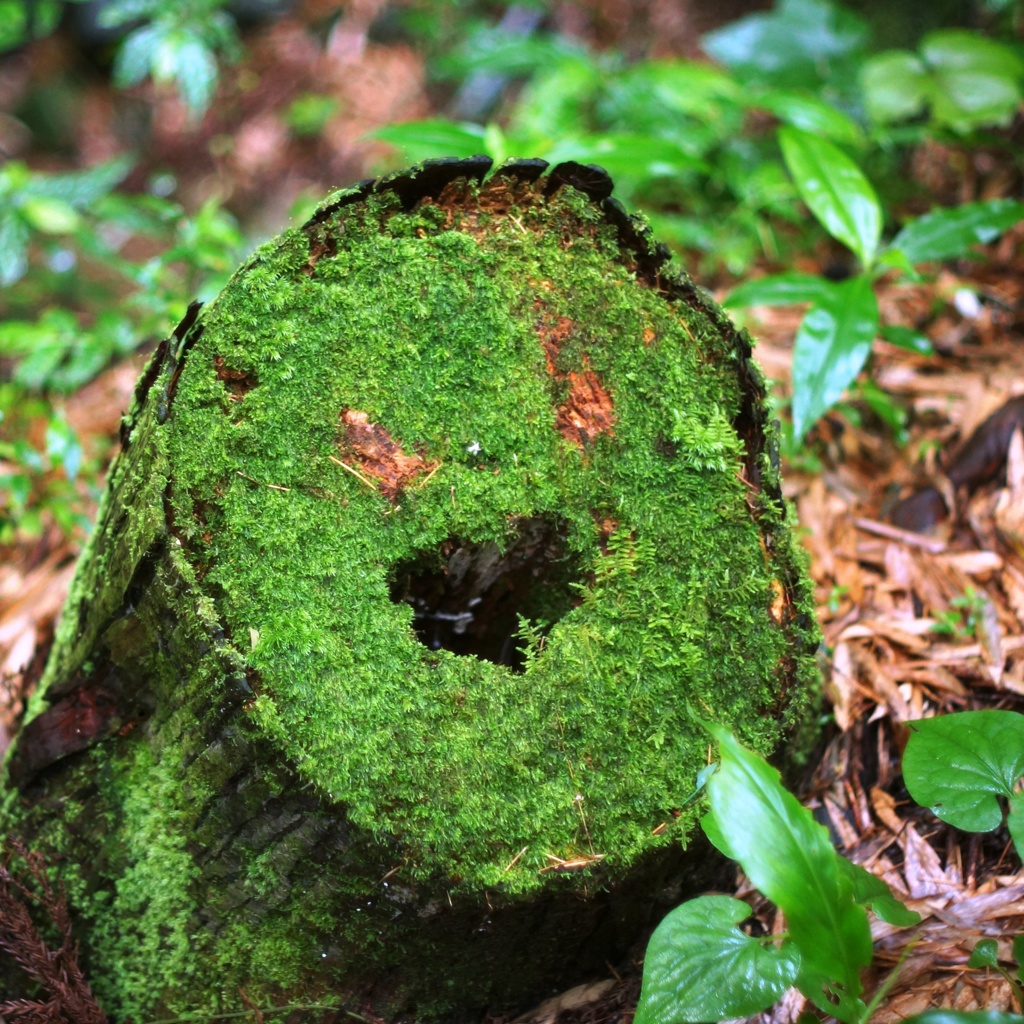 Heart of Tree