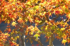 紅葉と目白