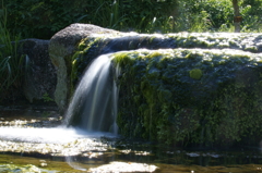 苔と水