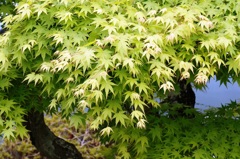 緑楓