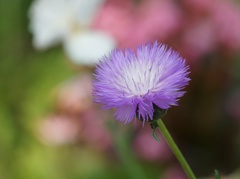 花 1