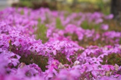 芝桜 3