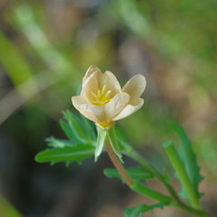 花 3