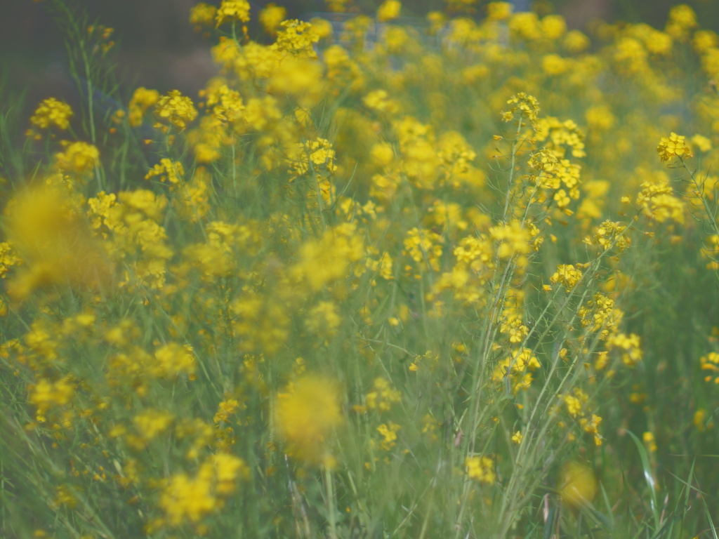 菜の花