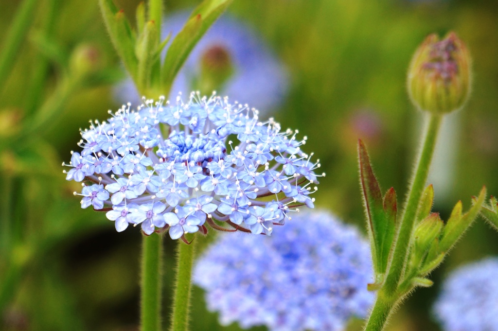 花 2