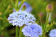 花 2