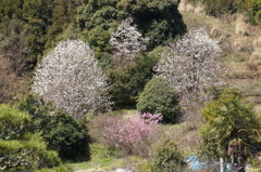 こぶしと桜