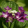 紫陽花 4