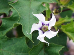 曼陀羅華