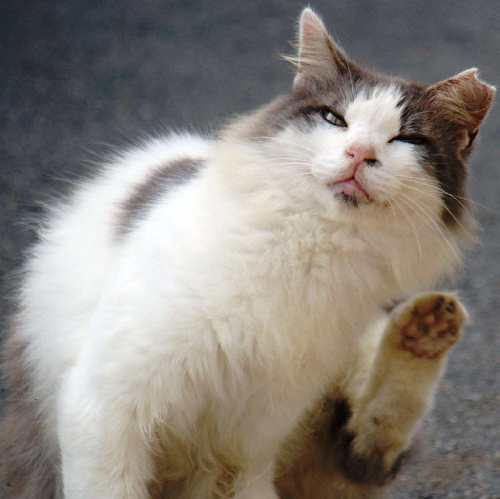 まねきねこ
