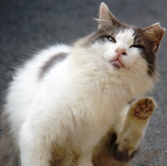 まねきねこ