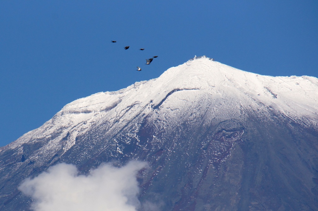 鳩と富士山